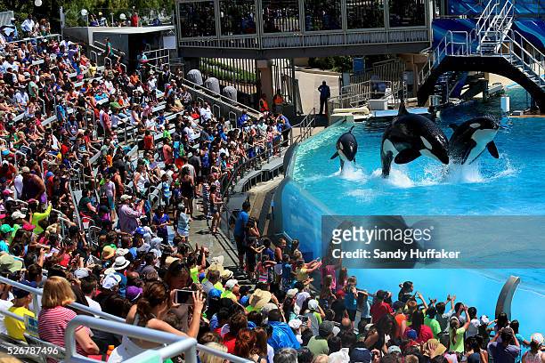 Killer Whales perform during the Shamu Show at Seaworld in San Diego, CA on Tuesday, June 24, 2014. After last years Blackfish, a widely seen...