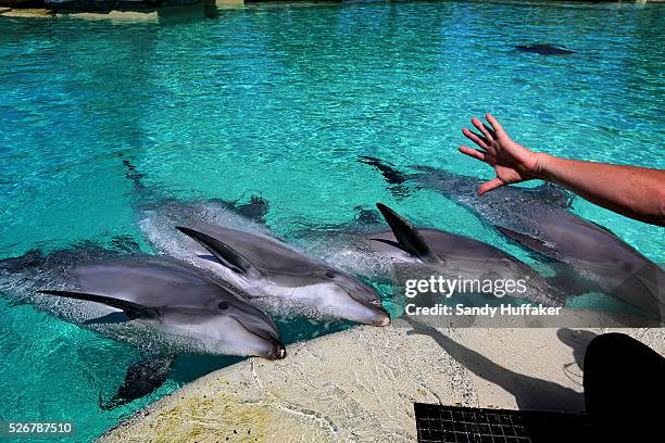 Dolphins perform on command at Seaworld in San Diego, CA on Tuesday, June 24, 2014. After last years Blackfish, a widely seen documentary about...