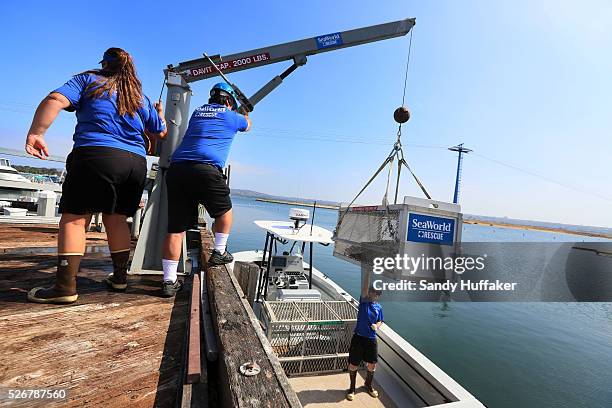 Rescue staffers, Jennifer Zarate and Jaime Kincaid help lower an Elephant Seal into a boat in preparation to be released at Seaworld in San Diego, CA...