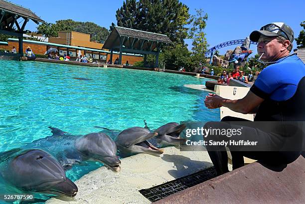Trainer Scott Collins works with Dolphins in an enclosure at Seaworld in San Diego, CA on Tuesday, June 24, 2014. After last years Blackfish, a...