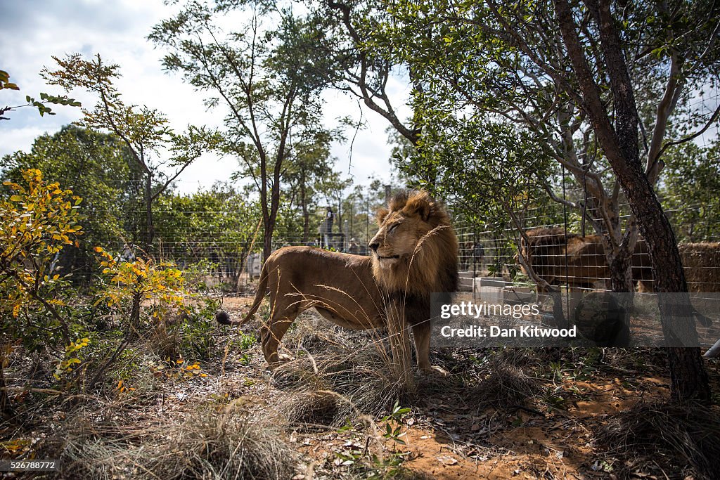 Thirty Three Former Circus Lions Are Airlifted Back To South African Sanctuary