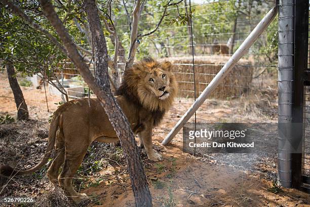 One of the 33 Lions enjoys his new enclosure at the Emoya Big Cat Sanctuary', on May 01, 2016 in Vaalwater, South Africa. A total of 33 former circus...