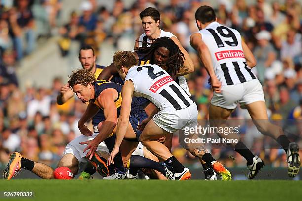 Matt Priddis of the Eagles contests for the ball during the round six AFL match between the West Coast Eagles and the Collingwood Magpies at Domain...