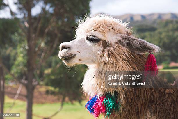 beautiful llama with colored necklace and earrings - funny llama stock-fotos und bilder