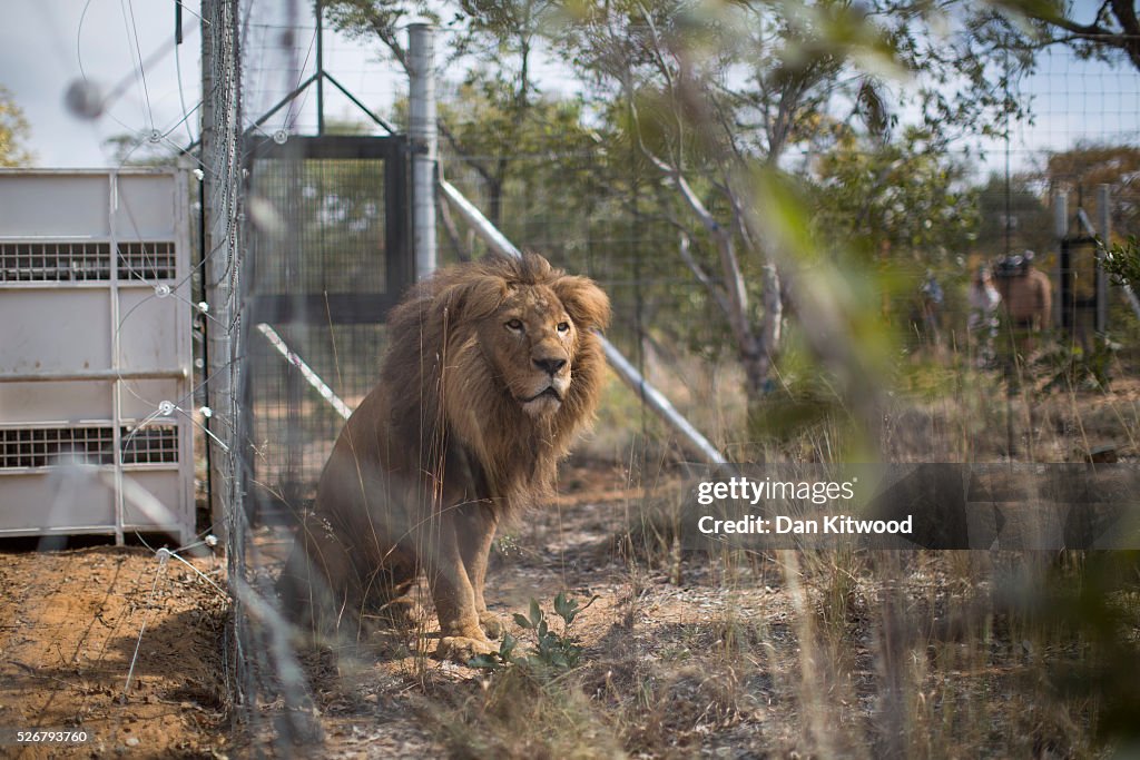 Thirty Three Former Circus Lions Are Airlifted Back To South African Sanctuary