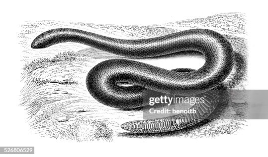 Sand Boa Sand Boa
