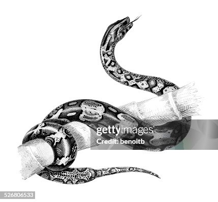 Boa constrictor Boa constrictor