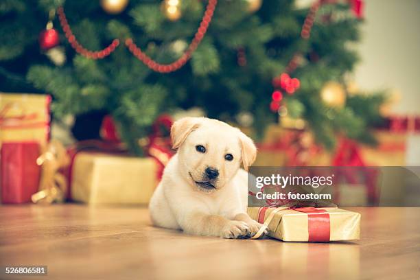 cute puppy celebrating christmas - christmas puppy stock pictures, royalty-free photos & images