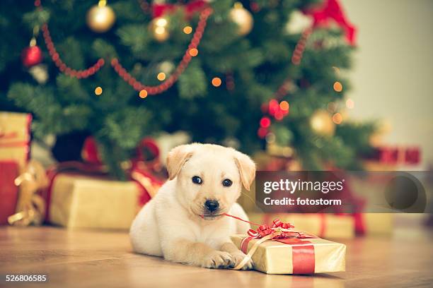 niedlichen welpen feiert weihnachten - christmas tree dog stock-fotos und bilder