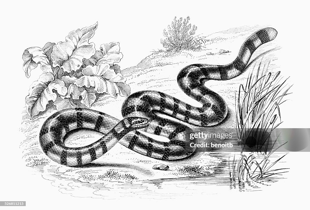 Banded Sea Krait