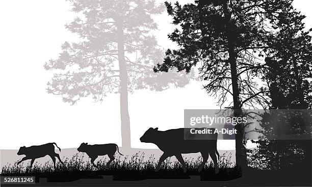 cattlerunning - calf stock illustrations