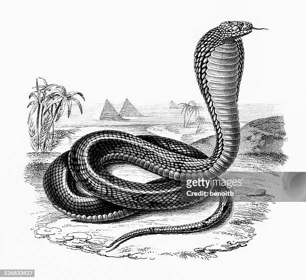 uräusschlange - cobra stock-grafiken, -clipart, -cartoons und -symbole