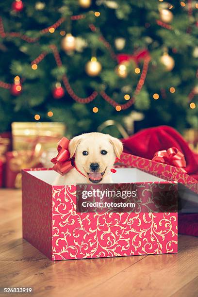 cucciolo con un regalo di natale - labrador retriever foto e immagini stock