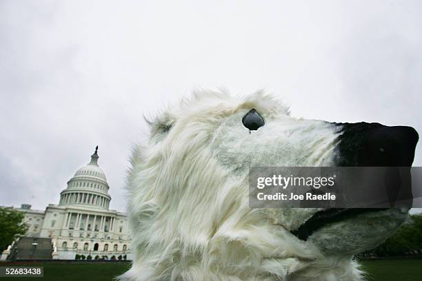 Michael Degnan, from the Alaska Wilderness League, dressed as a polar bear during an event sponsored by Ben and Jerry's ice cream to protest the...