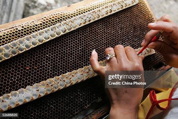 Beekeeper puts royal jelly into an artificial comb to attract new bees at an apiary on April 23, 2005 in Xitang Town of Jiashan County, Zhejiang...