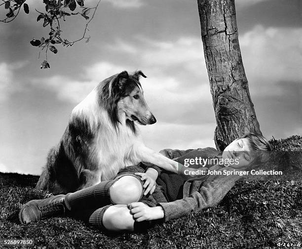 Concerned Lassie places a paw on a sleeping Joe Carraclough in a publicity still for Lassie Come Home.