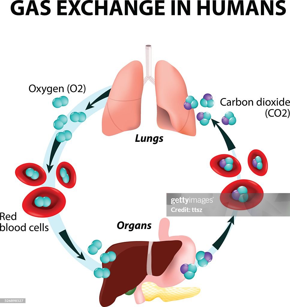 Gas Exchange In Humans High-Res Vector Graphic - Getty Images