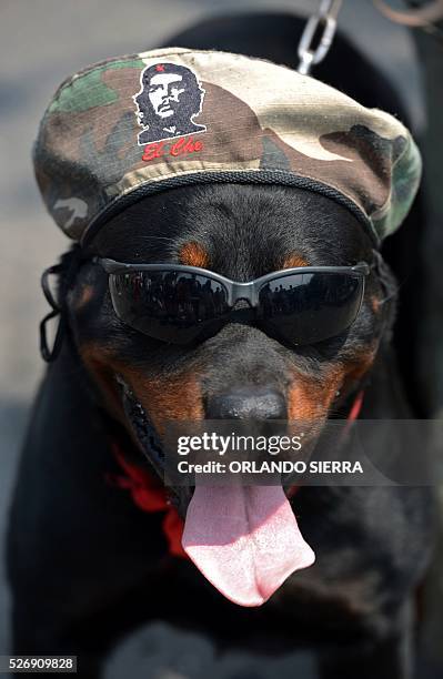 Dog is seen as people protest against violence and insecurity and demand justice over the murder of Honduran high-profile indigenous environmental...