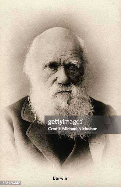 Darwin Invention Evolution Natural Selection Photos and Premium High Res Pictures ...