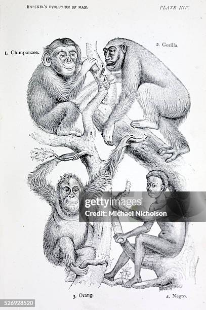 Human evolution as from The Evolution of Man by German evolutionary biologist Ernst Heinrich Philipp August Haeckel, a follower of Darwin. Shows an...