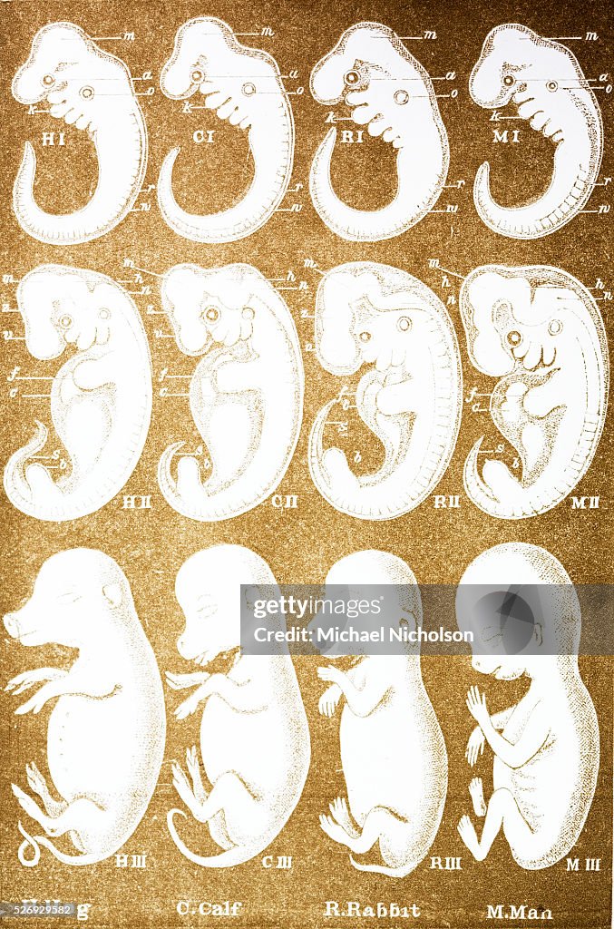 The Rabbit Evolution Rabbit Embryo Stages 600x727