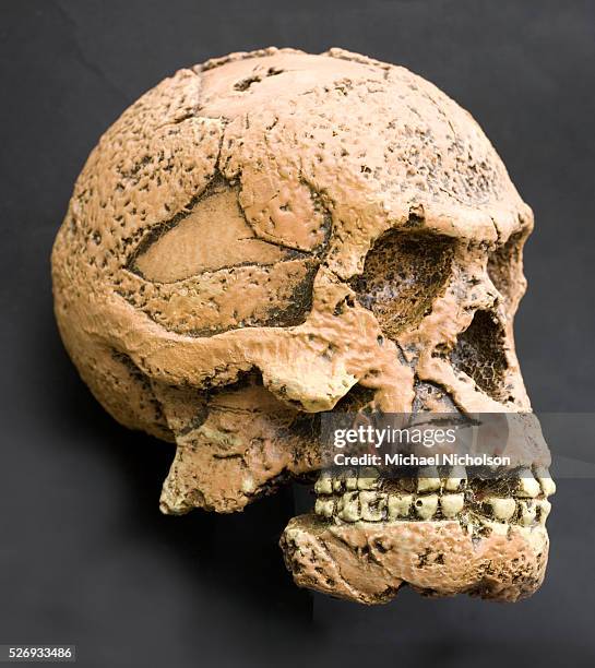Homo erectus. An extinct species of hominid that originated in Africa, and spread as far as India, China and Java—from the end of the Pliocene epoch...