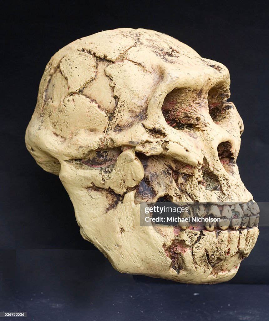 Australopithecus Afarensis ("Lucy")