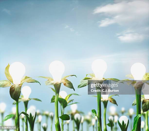 field of budding light bulbs - environmental issues stock pictures, royalty-free photos & images