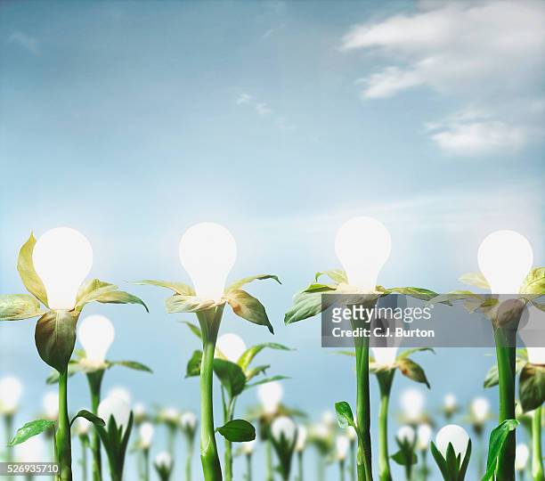 field of budding light bulbs - energia alternativa - fotografias e filmes do acervo