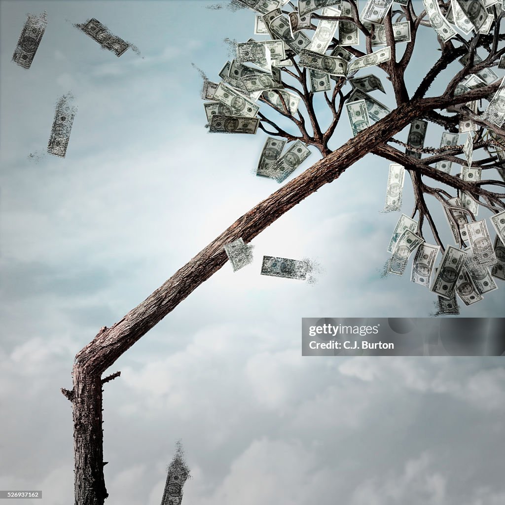 Money Tree Ripped Up Tree With Money Breaking In Storm High-Res Stock Photo - Getty Images
