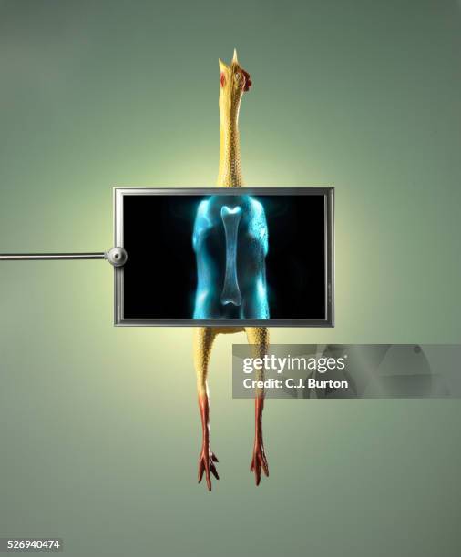 rubber chicken behind x-ray machine - satire stock pictures, royalty-free photos & images