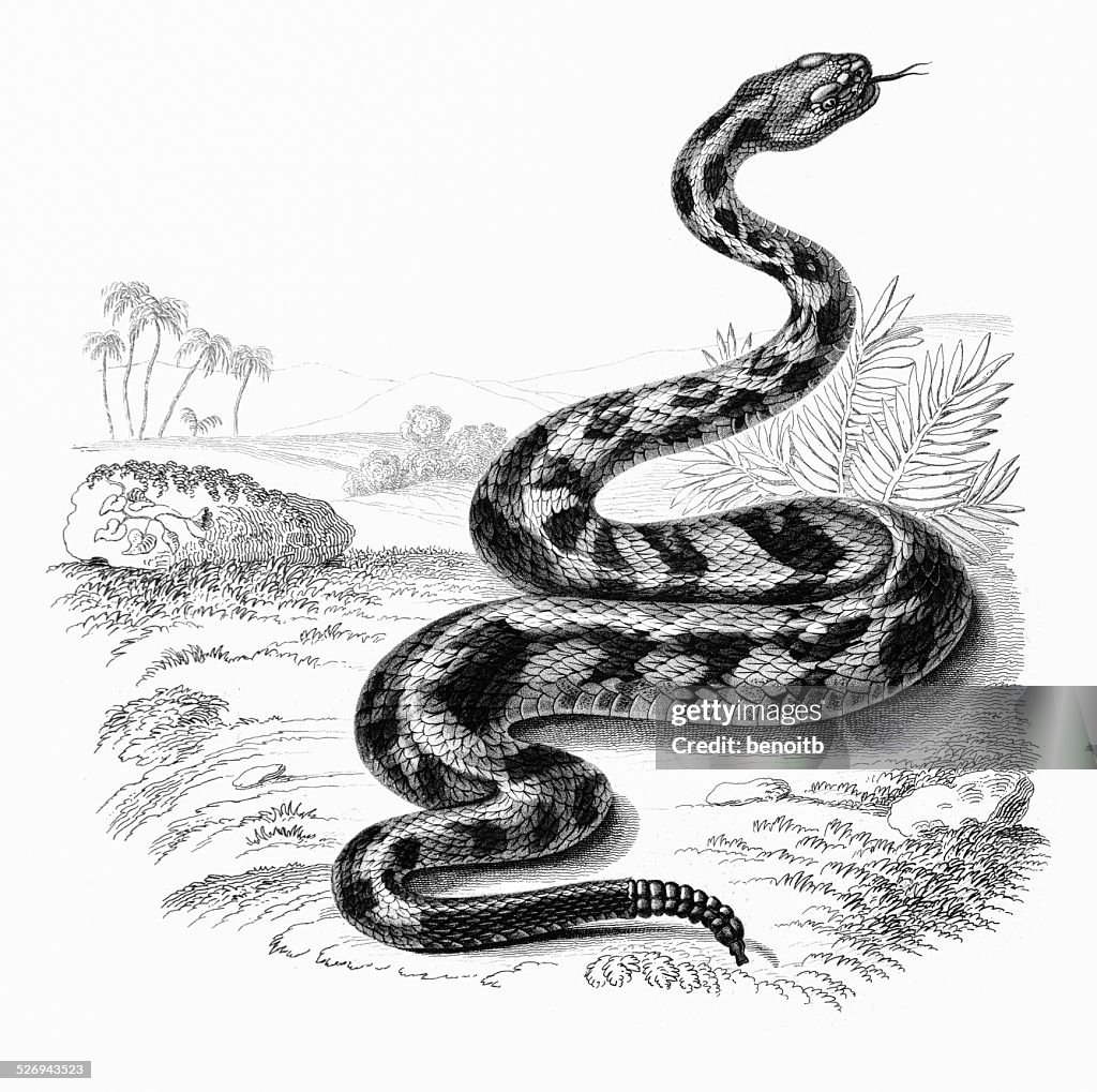 Rattlesnake Drawings In Pencil rattlesnake-drawings-in-pencil