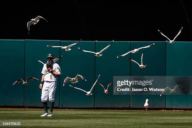 Billy Burns of the Oakland Athletics is surrounded by a flock of seagulls on the field during the ninth inning against the Houston Astros at the...