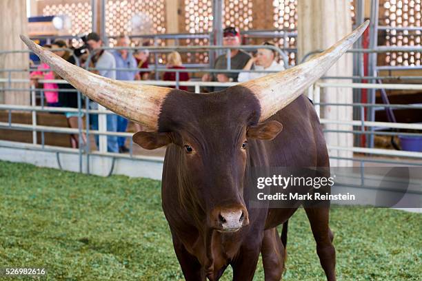 Hutchinson, Kansas. 9-19-2015 The Watusi Beef Cattle Judging at the Kansas State Fair today in Huchinson. The Ankole-Watusi, also known as Ankole...