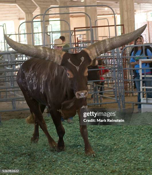 Hutchinson, Kansas. 9-19-2015 The Watusi Beef Cattle Judging at the Kansas State Fair today in Huchinson. The Ankole-Watusi, also known as Ankole...