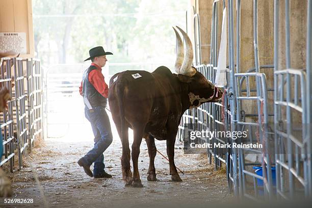 Hutchinson, Kansas. 9-19-2015 The Watusi Beef Cattle Judging at the Kansas State Fair today in Huchinson. The Ankole-Watusi, also known as Ankole...