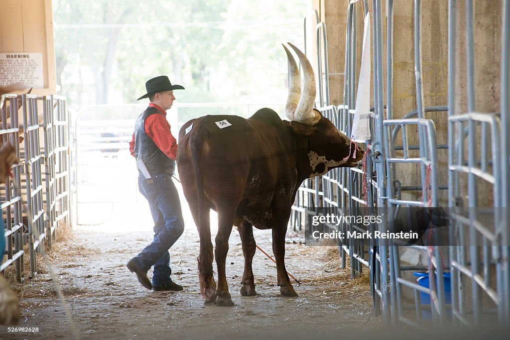Ankole-Watusi Cattle at the Kansas State Fair.