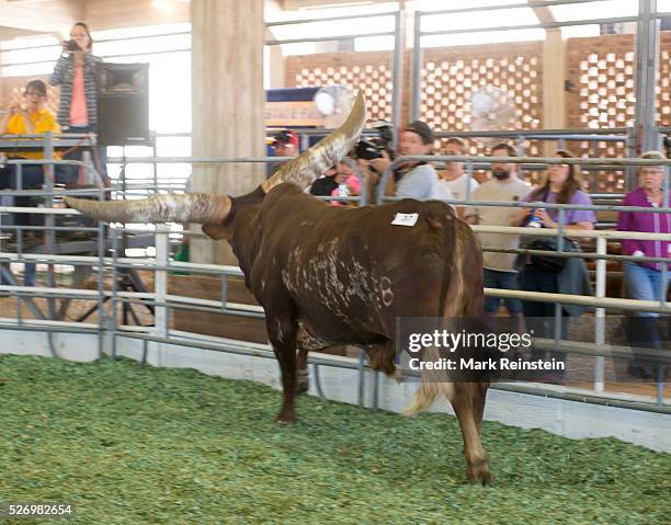Hutchinson, Kansas. 9-19-2015 The Watusi Beef Cattle Judging at the Kansas State Fair today in Huchinson. The Ankole-Watusi, also known as Ankole...