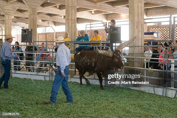 Hutchinson, Kansas. 9-19-2015 The Watusi Beef Cattle Judging at the Kansas State Fair today in Huchinson. The Ankole-Watusi, also known as Ankole...