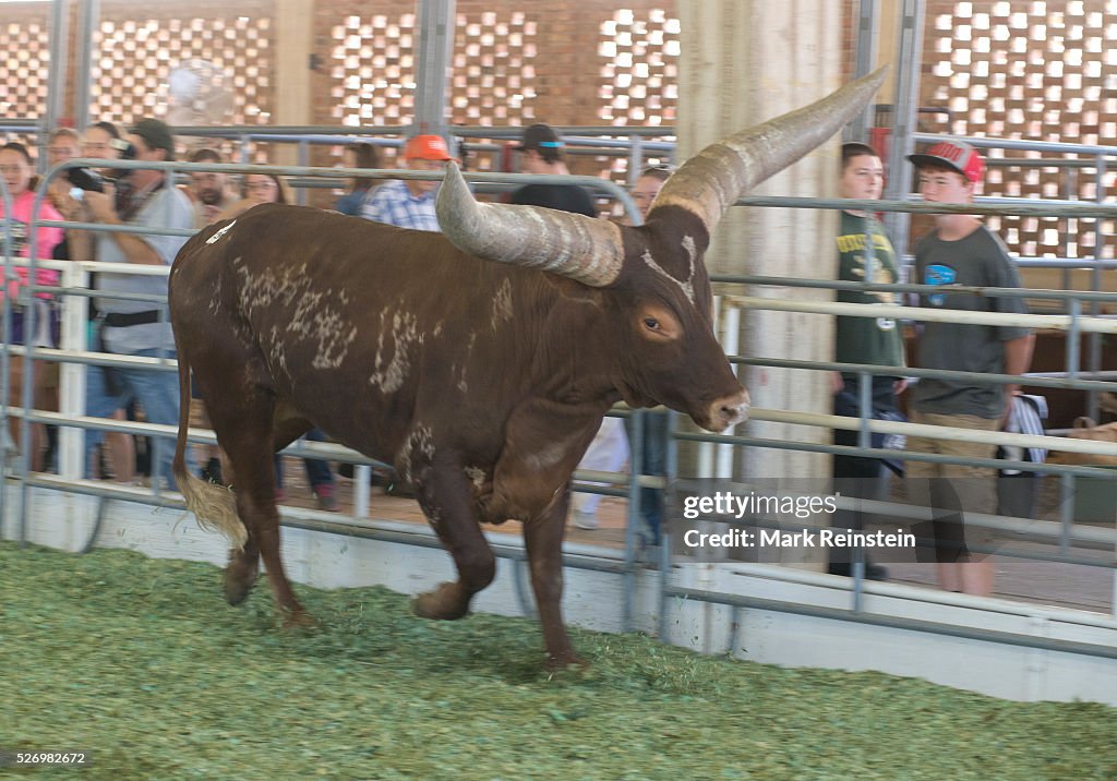 Ankole-Watusi Cattle at the Kansas State Fair.