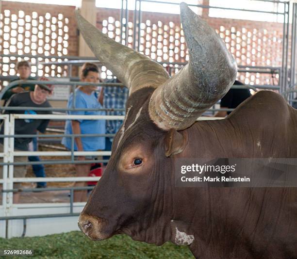 Hutchinson, Kansas. 9-19-2015 The Watusi Beef Cattle Judging at the Kansas State Fair today in Huchinson. The Ankole-Watusi, also known as Ankole...