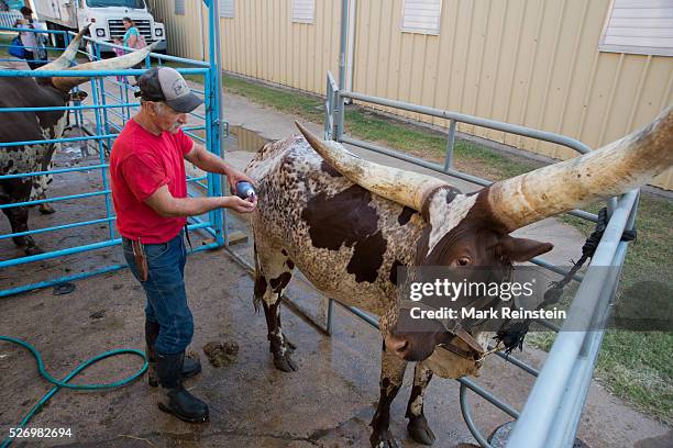 Hutchinson, Kansas. 9-19-2015 Vernon Base of the Coon Creek Buffalo Ranch of Newton, Kansas washes Kraratia a 5 year old Ankole-Watusi heifer prior...