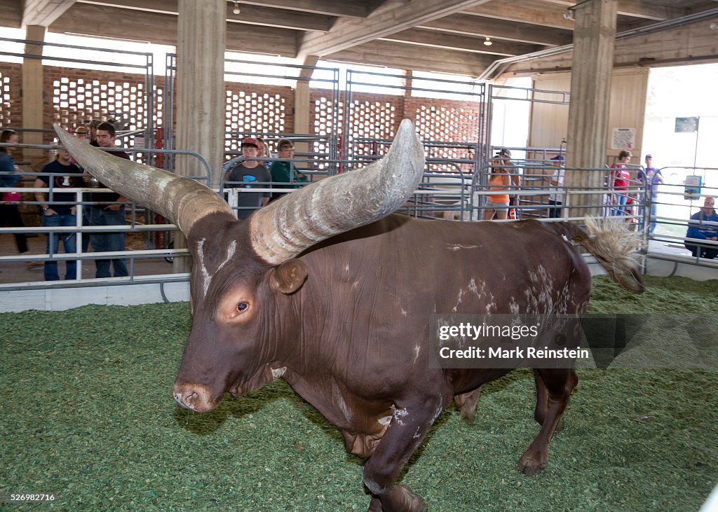 Ankole-Watusi Cattle at the Kansas State Fair.