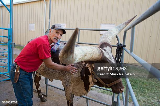 Hutchinson, Kansas. 9-19-2015 Vernon Base of the Coon Creek Buffalo Ranch of Newton, Kansas washes Kraratia a 5 year old Ankole-Watusi heifer prior...