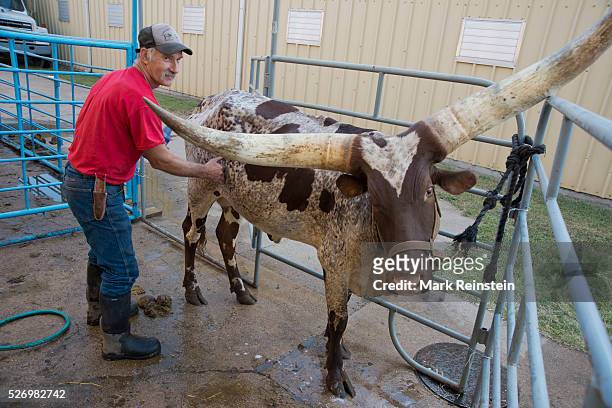 Hutchinson, Kansas. 9-19-2015 Vernon Base of the Coon Creek Buffalo Ranch of Newton, Kansas washes Kraratia a 5 year old Ankole-Watusi heifer prior...
