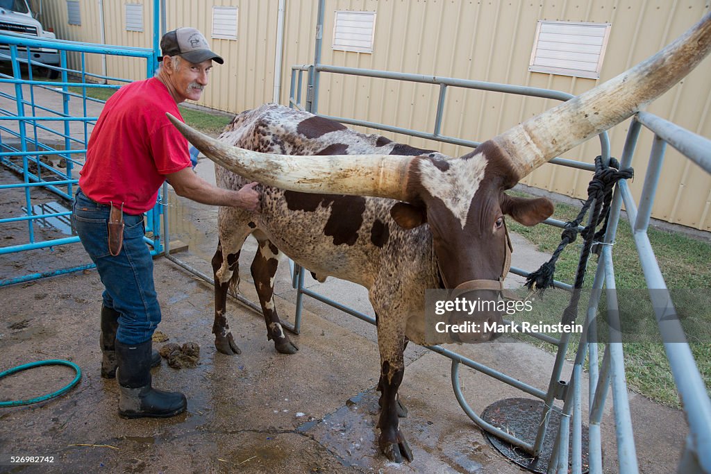 Ankole-Watusi Cattle at the Kansas State Fair.