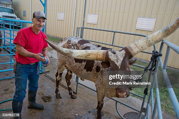 Hutchinson, Kansas. 9-19-2015 Vernon Base of the Coon Creek Buffalo Ranch of Newton, Kansas washes Kraratia a 5 year old Ankole-Watusi heifer prior...