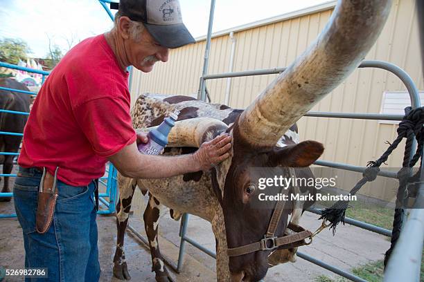 Hutchinson, Kansas. 9-19-2015 Vernon Base of the Coon Creek Buffalo Ranch of Newton, Kansas washes Kraratia a 5 year old Ankole-Watusi heifer prior...