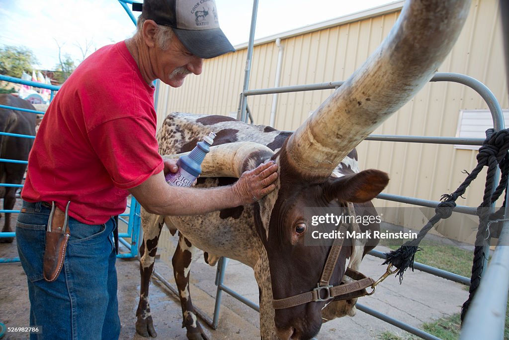 Ankole-Watusi Cattle at the Kansas State Fair.