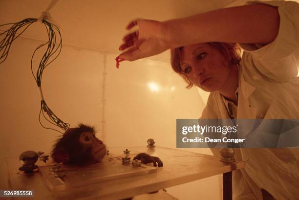 Monkeys In Lab Testing Monkeys Lab Photos and Premium High Res Pictures - Getty Images